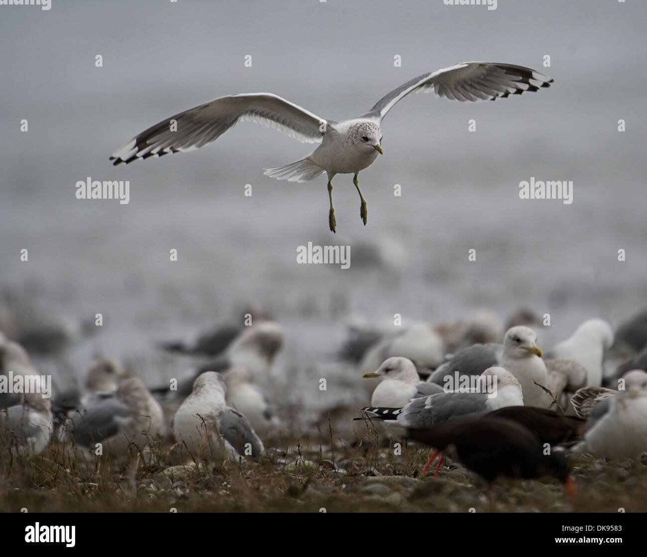 Kurzschnabelmöwe (Larus brachyrhynchus), (früher Mew Gull), im Flug, Rathtrevor Provincial Park, Parksville, British Columbia, Kanada Stockfoto