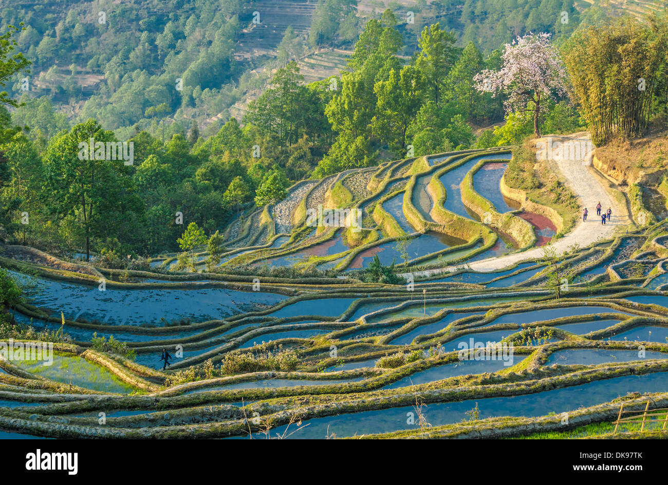 Reisterrassen von Yuanyang, Yunnan, China Stockfoto