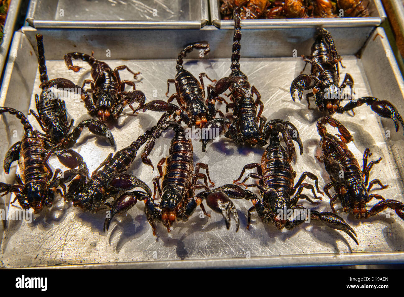 frittierte Skorpione zum Verkauf auf dem Nachtmarkt in Chiang Mai, Thailand Stockfoto