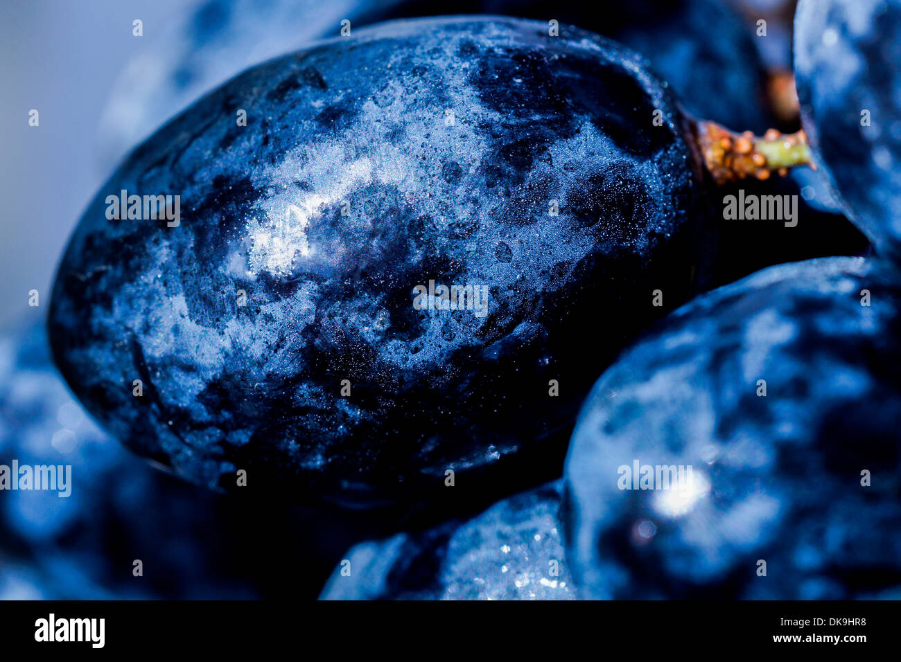 Makroaufnahme der schwarze kernlose Trauben Stockfoto