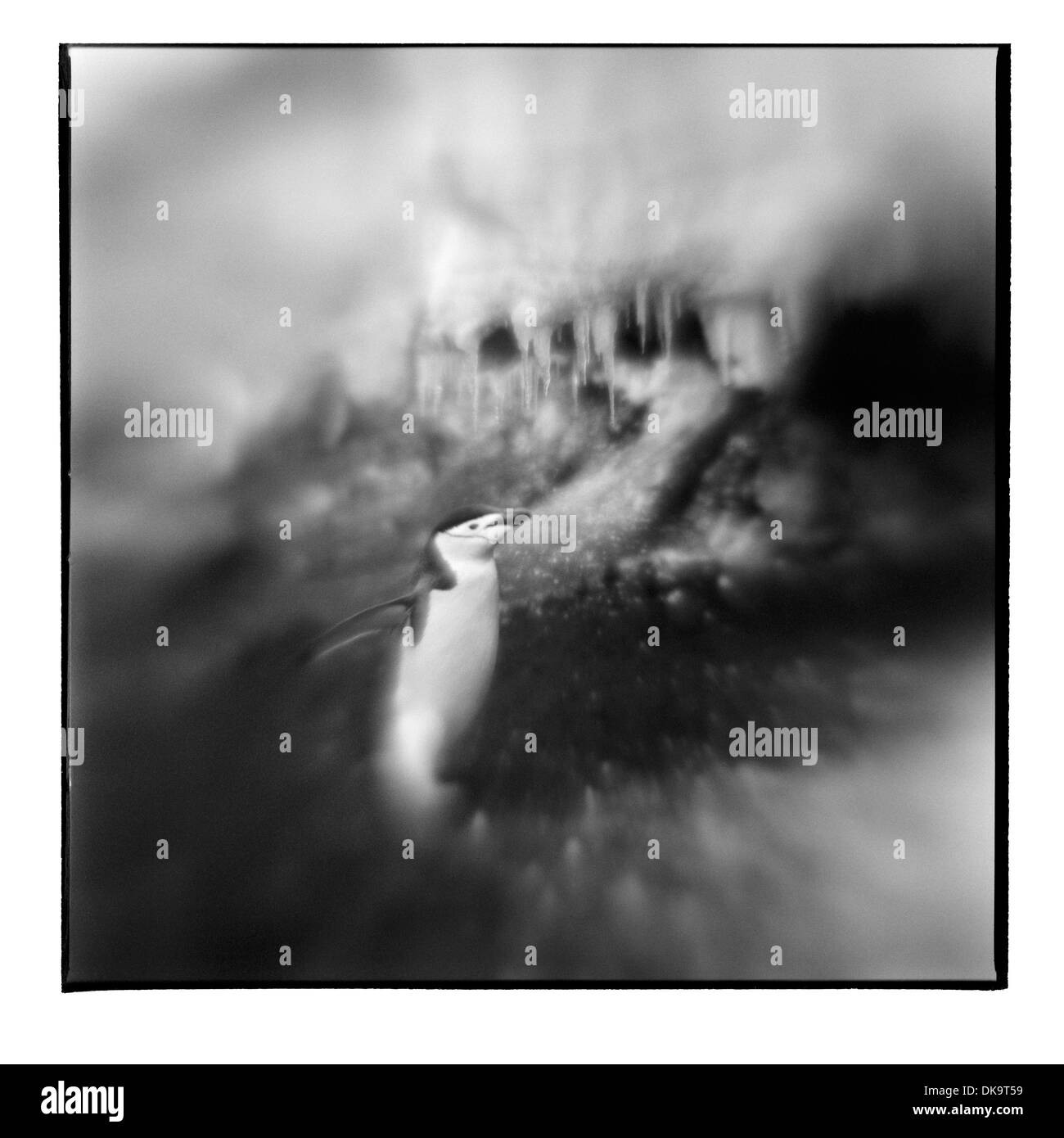 Antarktis, Deception Island, verschwommene schwarz-weiß Bild der Kinnriemen Pinguine auf Schneehang auf Frühling Nachmittag Stockfoto