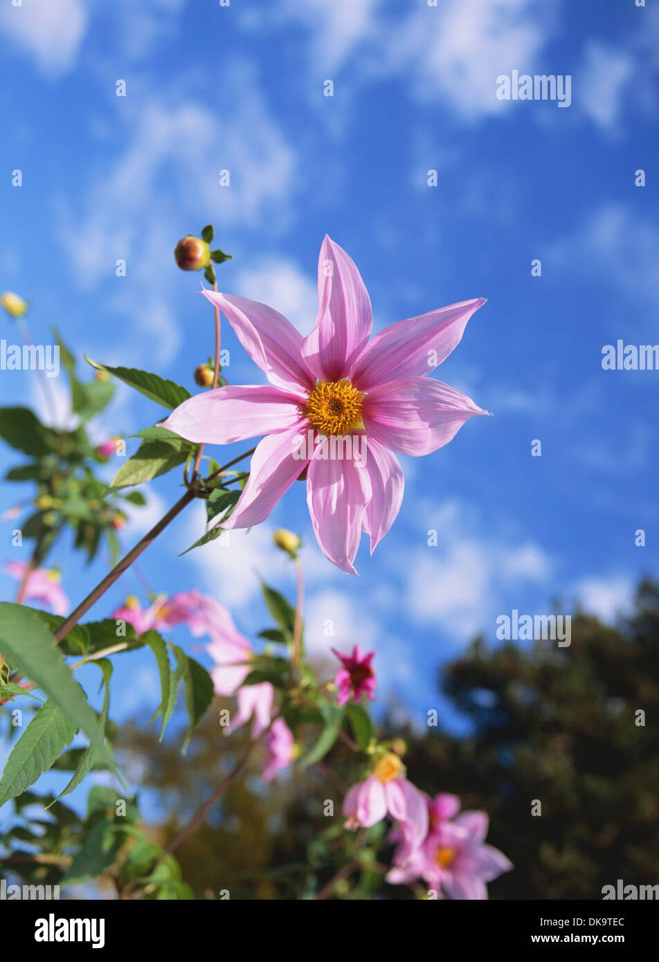 Dahlia Stockfoto