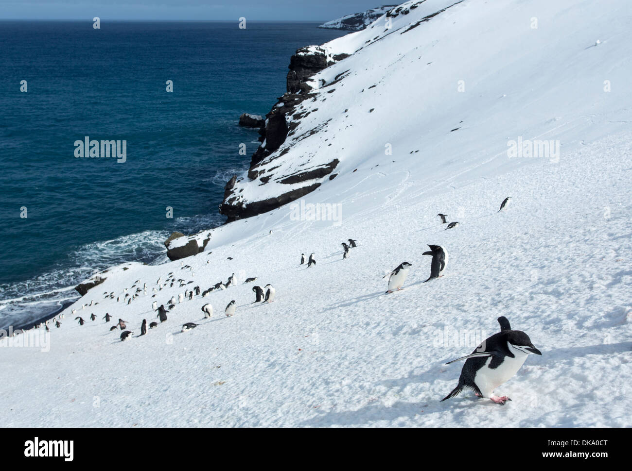 Antarktis, Süd-Shetland-Inseln, Kinnriemen Pinguine (Pygoscelis Antarcticus) klettern steilen Schneehang auf Deception Island Stockfoto