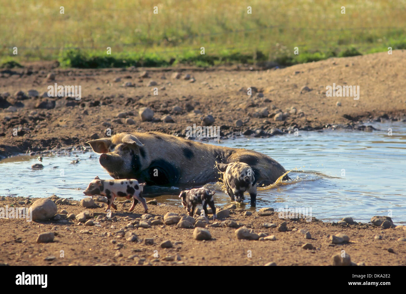 Turopolje-Schwein, Turopoljeschwein, Turopoljska svinja Stockfoto