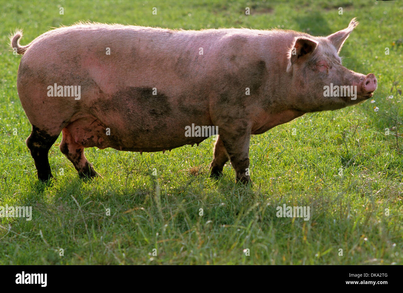 Hausschwein (Sus Scrofa Domestica), Hausschwein (Sus Scrofa Domesticus) Sus Domesticus, Schwein, Schwein Stockfoto