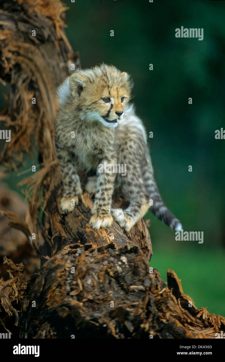 Gepard (Acinonyx Jubatus), Gepard - Baby Zwei Monate Alt, Gepard (Acinonyx Jubatus) Stockfoto
