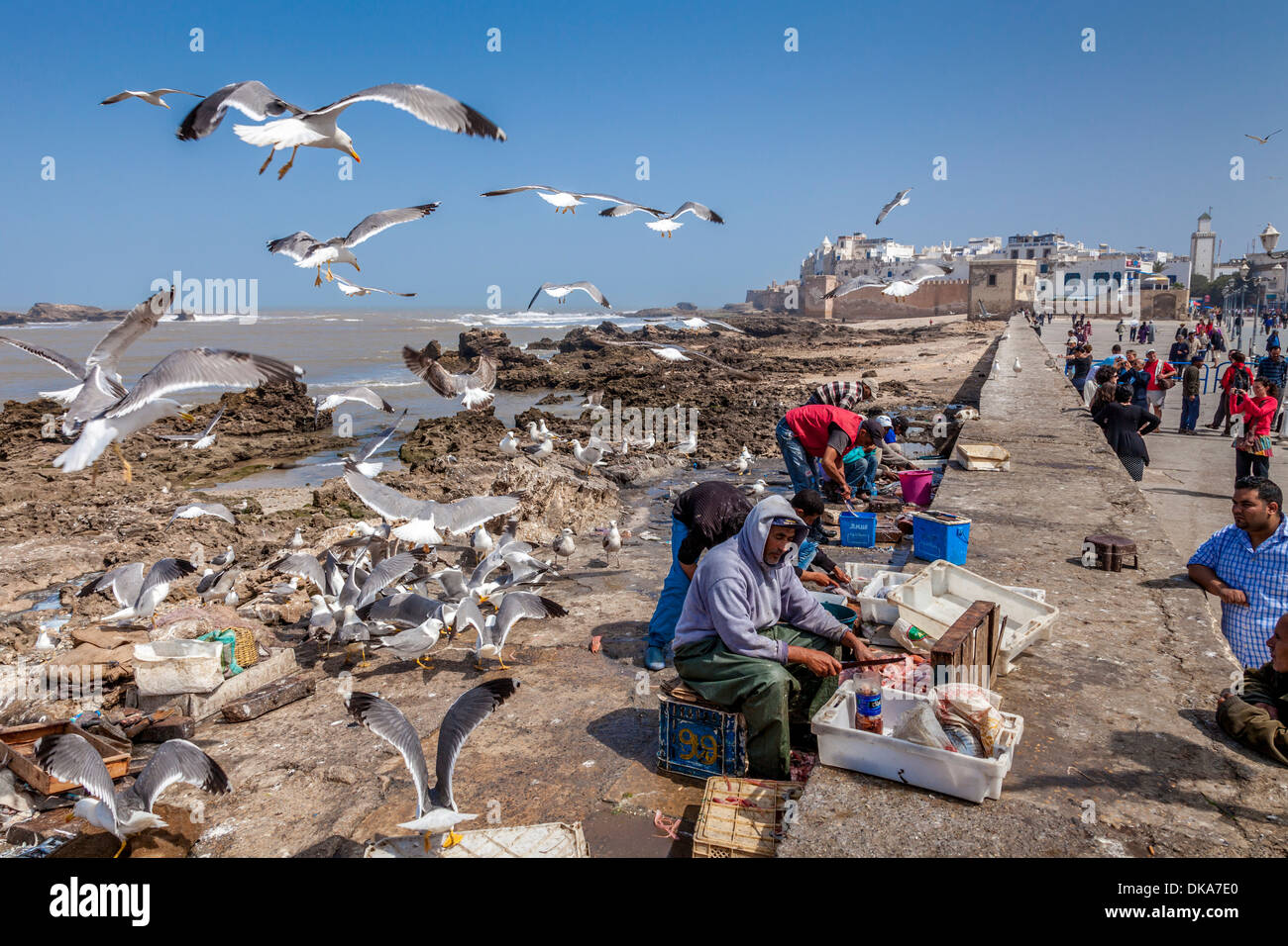 Männer ausnehmen und Zubereitung von Fisch, Essaouira, Marokko Stockfoto