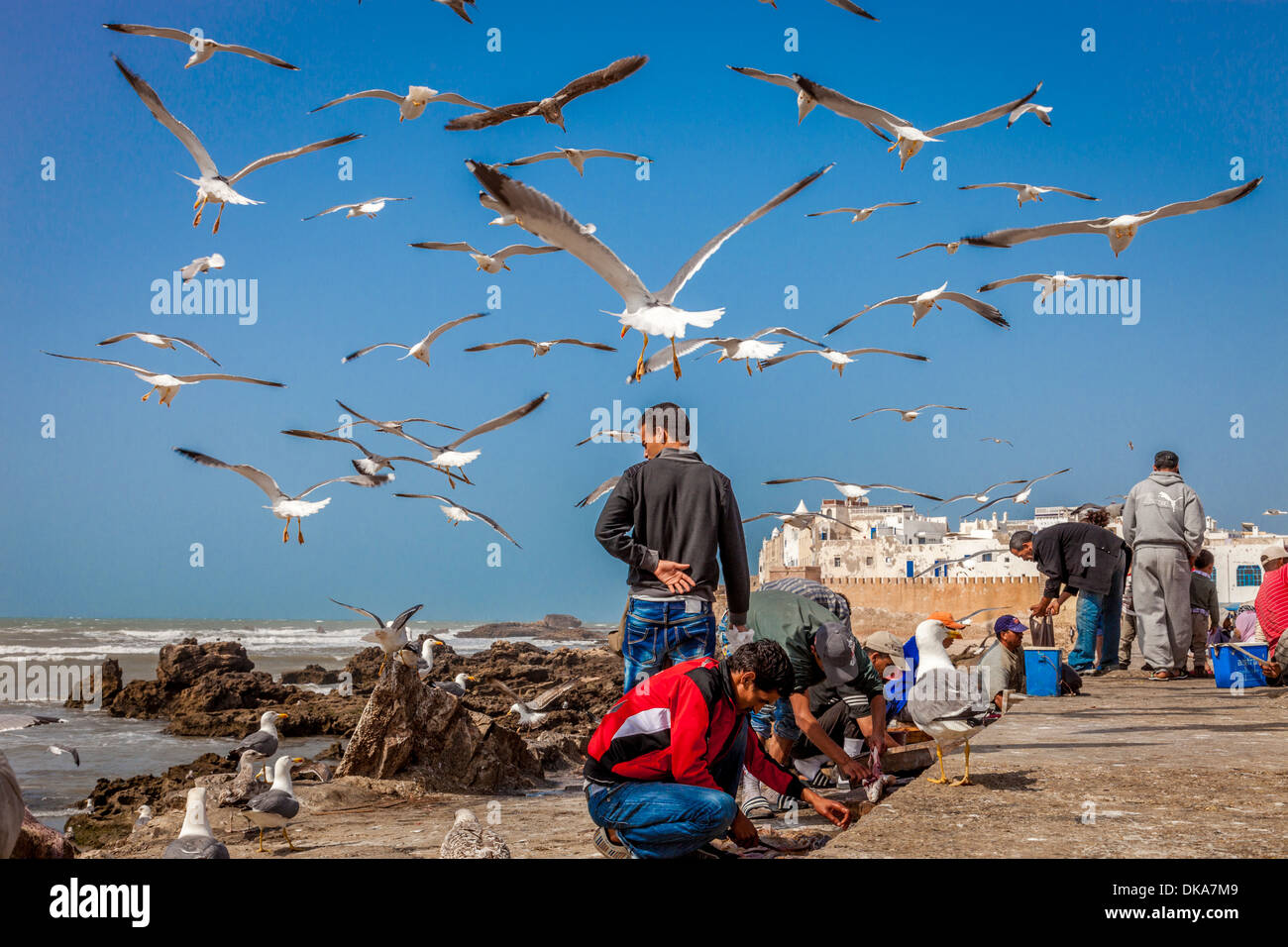 Männer ausnehmen und Zubereitung von Fisch, Essaouira, Marokko Stockfoto