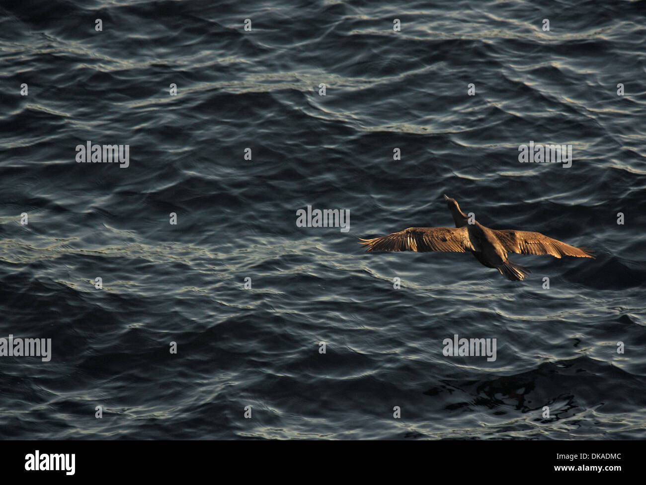 Kormoran fliegen über dem Fluss Stockfoto