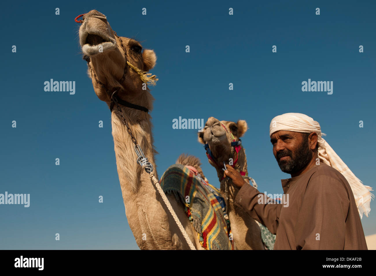 Ein Mann hält seine zwei Kamele Nahaufnahme Stockfoto