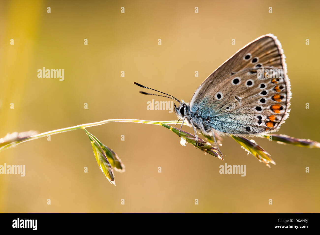 Schmetterling auf einer Pflanze Stroh Stockfoto