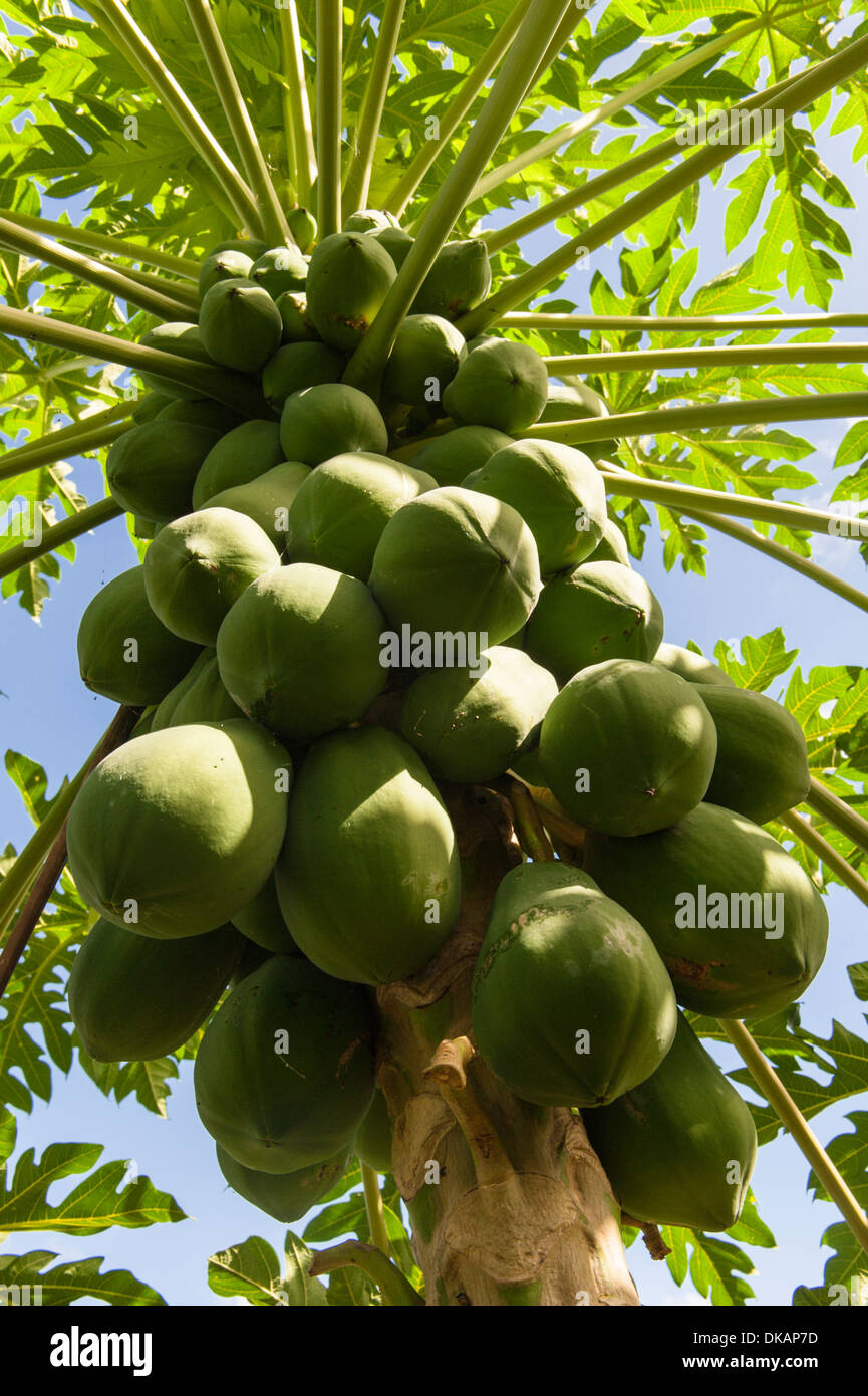 Papayas In The Tree Stockfotos Und Bilder Kaufen Alamy