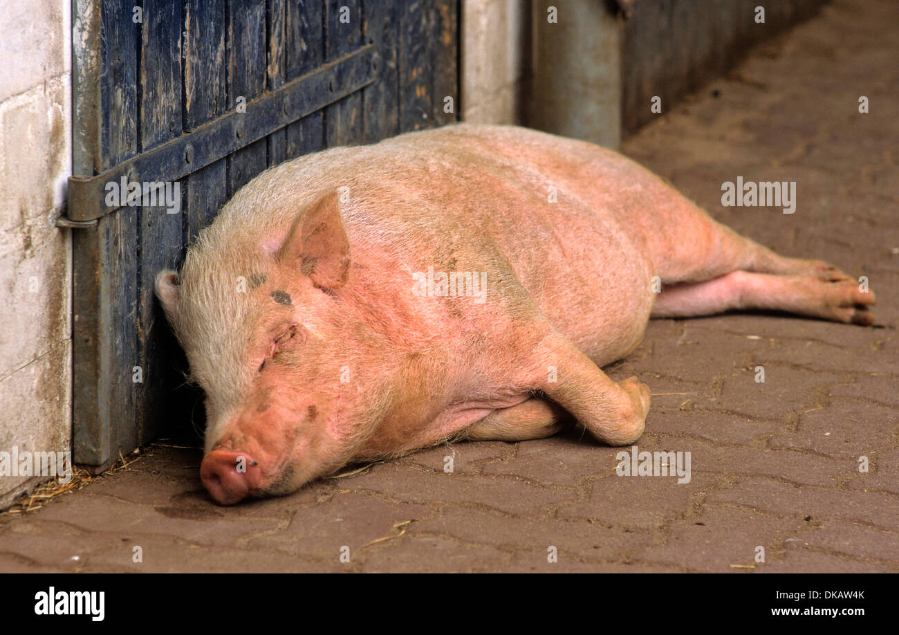 Göttinger Minischwein, Miniatur-Schwein Stockfoto