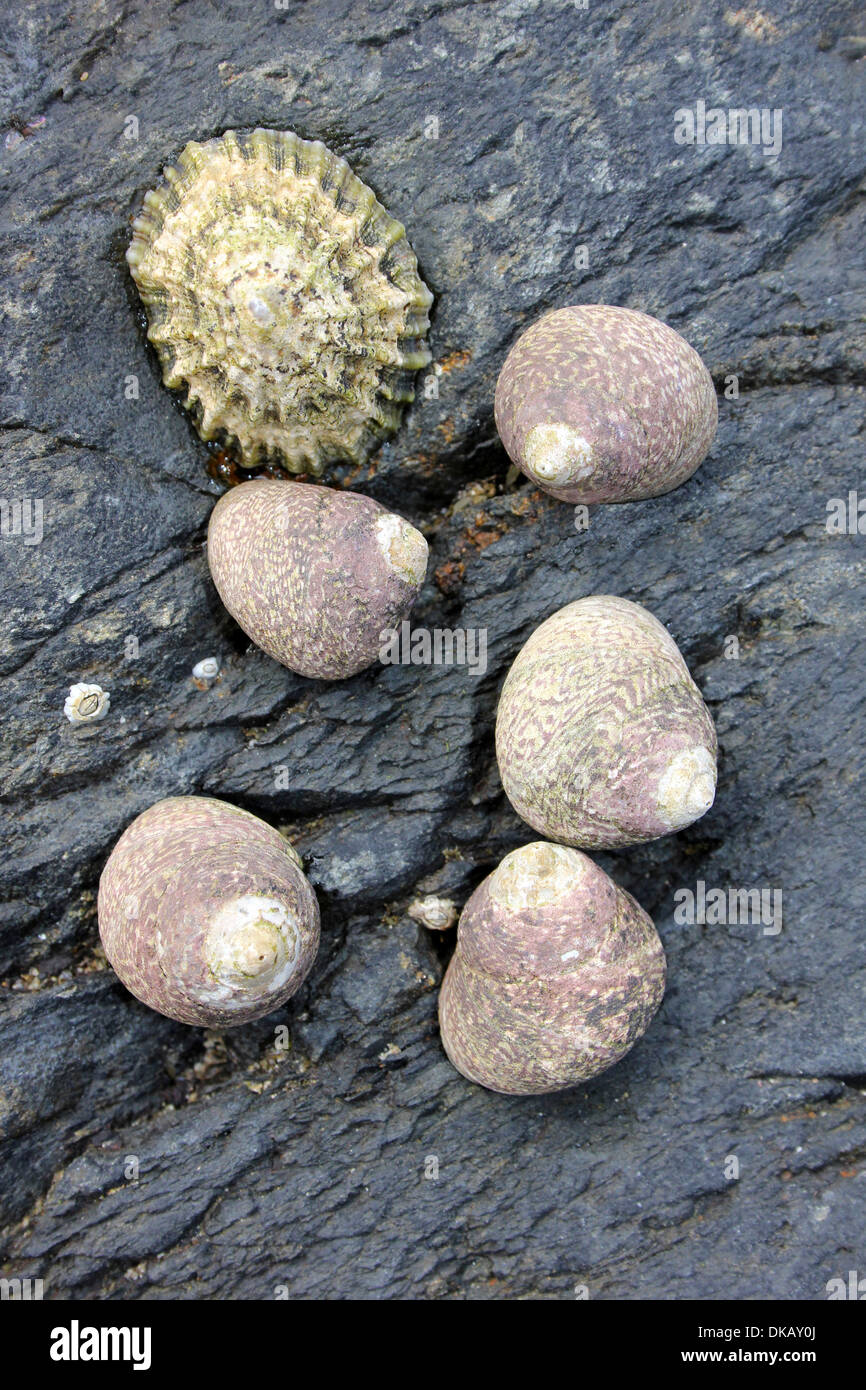 Grau Topshells Gibbula Aschenpflanze und A Black-footed Limpet Patella depressa Stockfoto