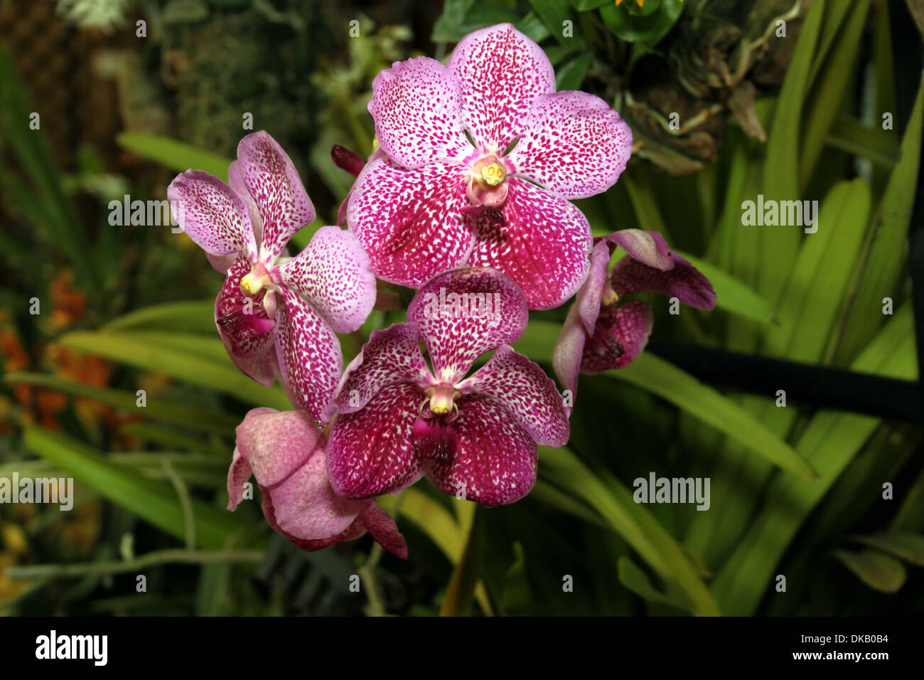 Bunte Orchideen Vanda Brightons Ruby Juwel Bright entdeckt lila und weißen Bild Stockfoto