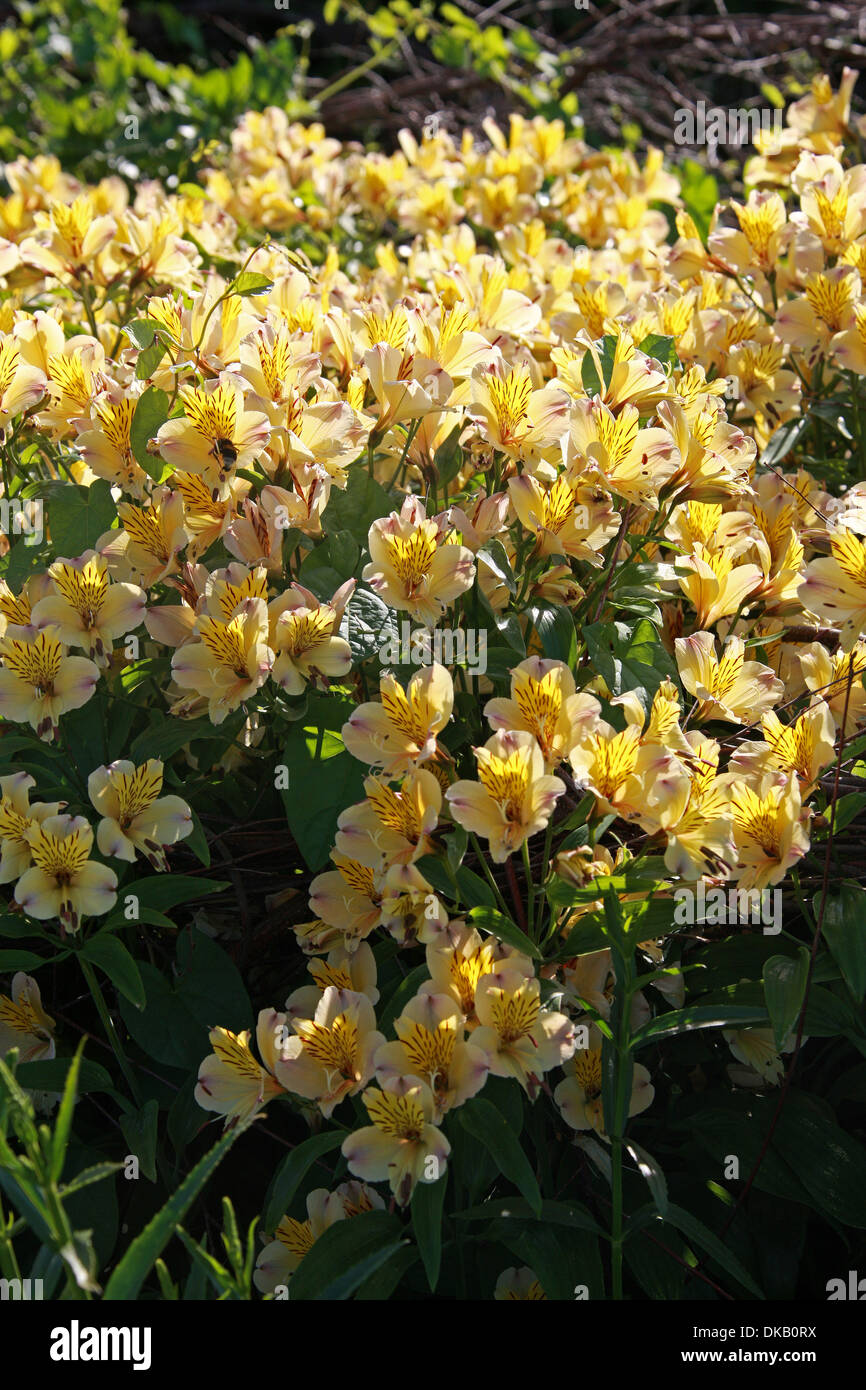 Peruanische Lilie oder Lilie der Inkas, Alstroemeria 'Freundschaft', Alstroemeriaceae. Stockfoto