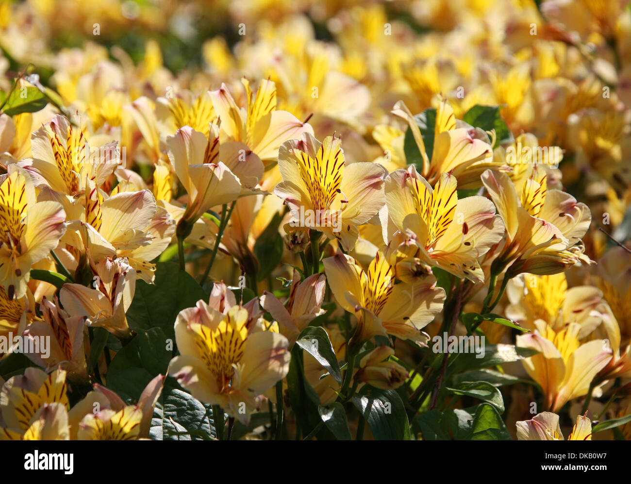 Peruanische Lilie oder Lilie der Inkas, Alstroemeria 'Freundschaft', Alstroemeriaceae. Stockfoto