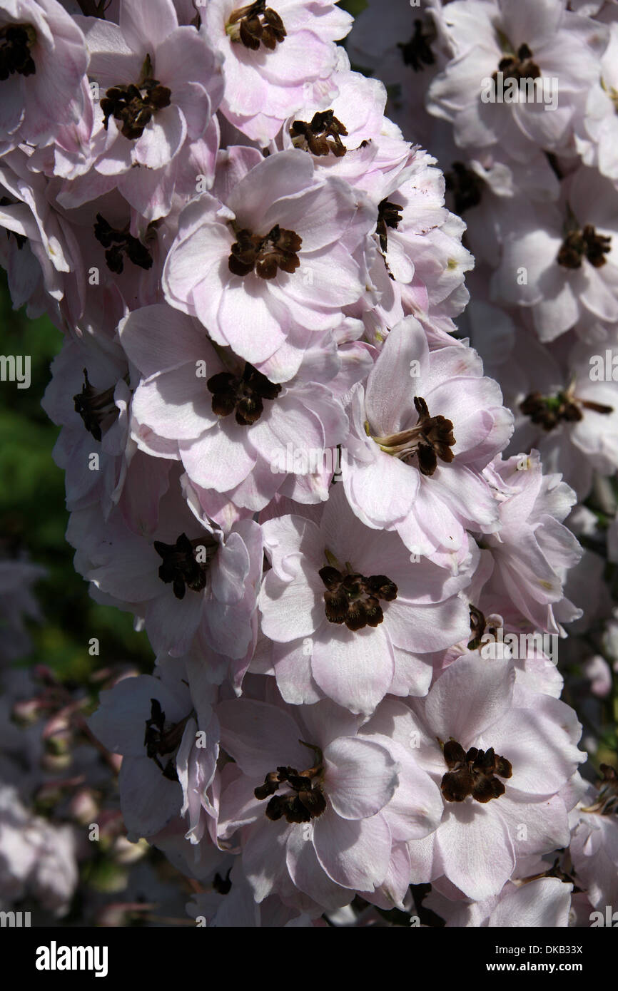 Delphinium