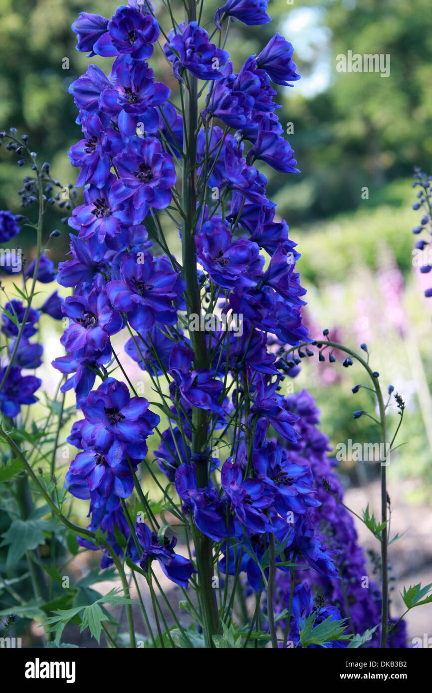 Delphinium 'Faust', Butterblume. Aka. Rittersporn. Alle Teile dieser Pflanzen gelten als giftig für den Menschen. Stockfoto