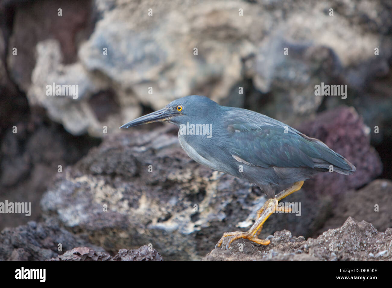 Grün Heron Buturides Viriscens [Galapagos-Inseln Stockfoto