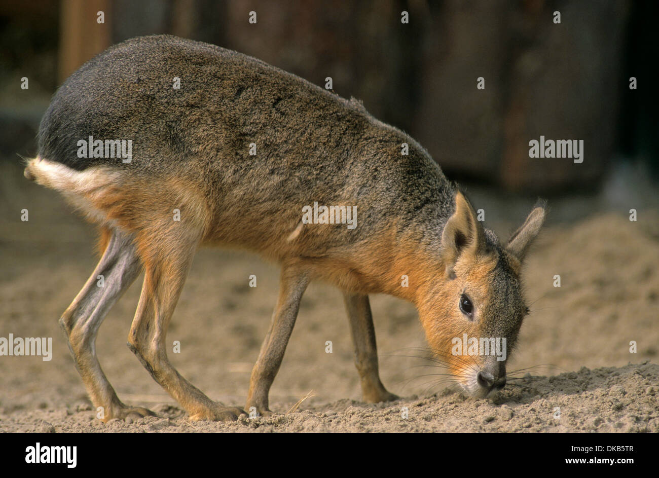 Grosser mara Fotos und Bildmaterial in hoher Auflösung Alamy