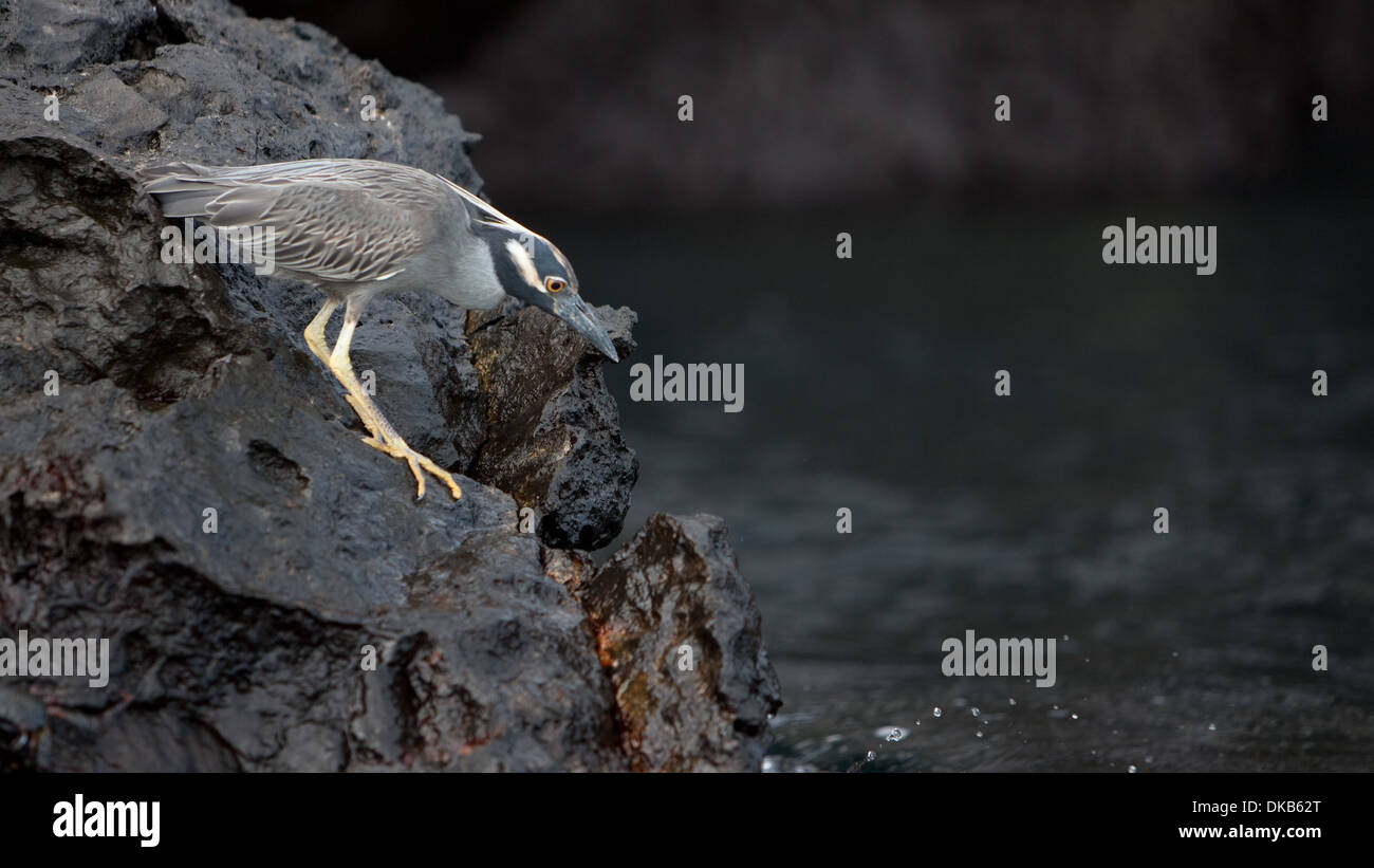 Gelb-gekrönter Nacht-Reiher Nycticorax violaceus Stockfoto