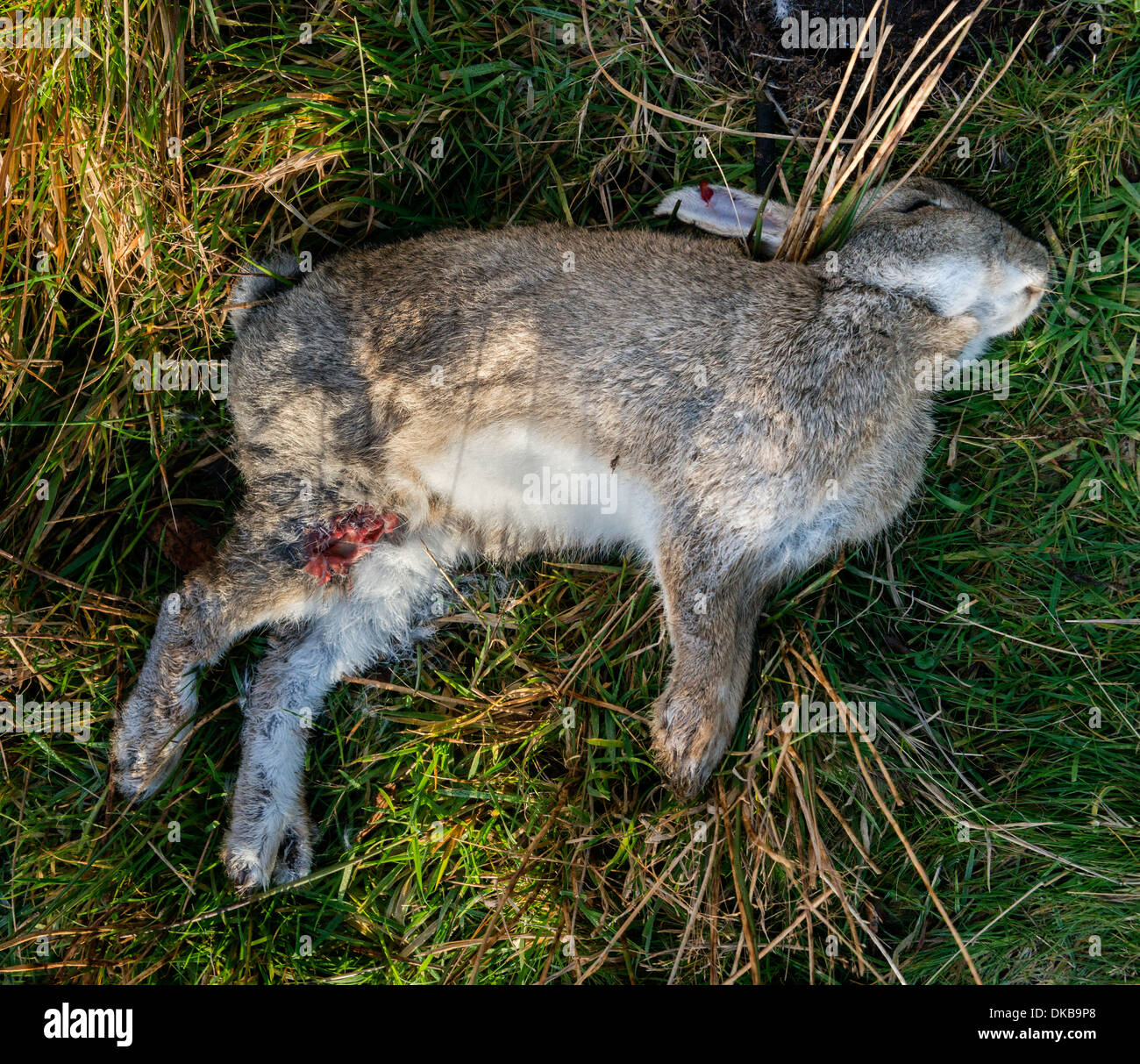 Tote Kaninchen Stockfoto