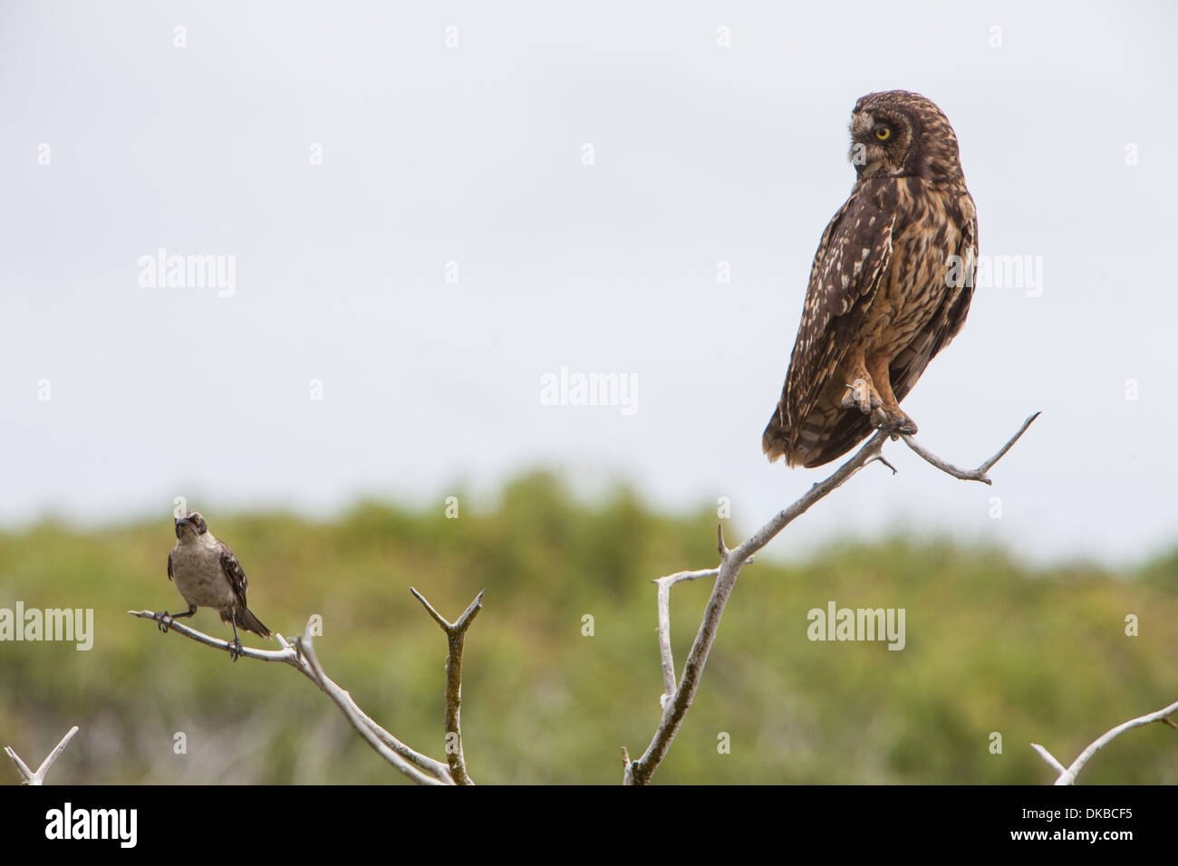 Kurze Eared Eule Asio Flammeus Tier fauna Stockfoto