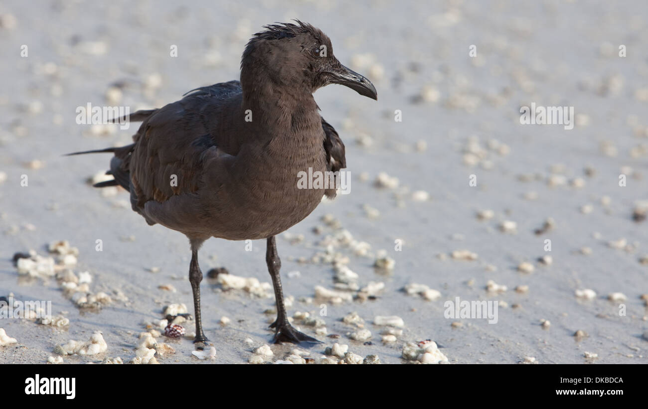 Larus Fuliginosus Lava Gull Fauna Tiere Tierwelt Stockfoto