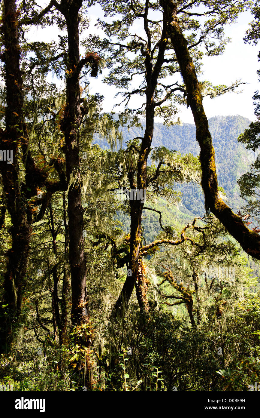 Tiger's Nest, 10180 Meter hoch, zwei Stunden Wanderung, Holz, Bäume, Nebel, Cliffhanger, buddhistische Pilgerfahrt, sehr heiligen heiligen Ort, Paro, Bhutan Stockfoto