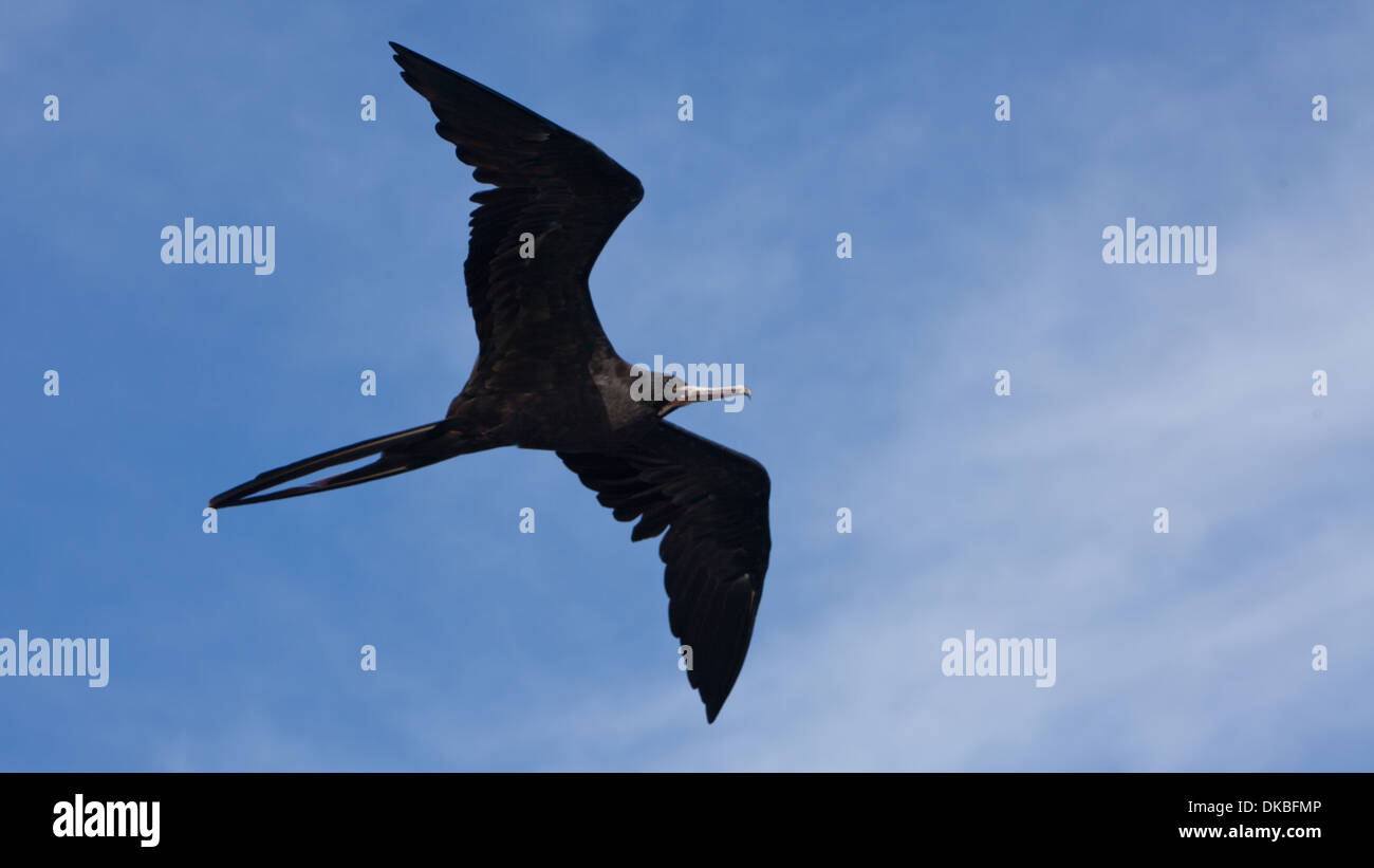 Fregata magnificens herrlichen Fregattvogel Stockfoto