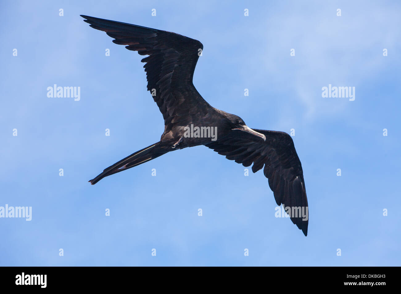 Fregata magnificens herrlichen Fregattvogel Stockfoto