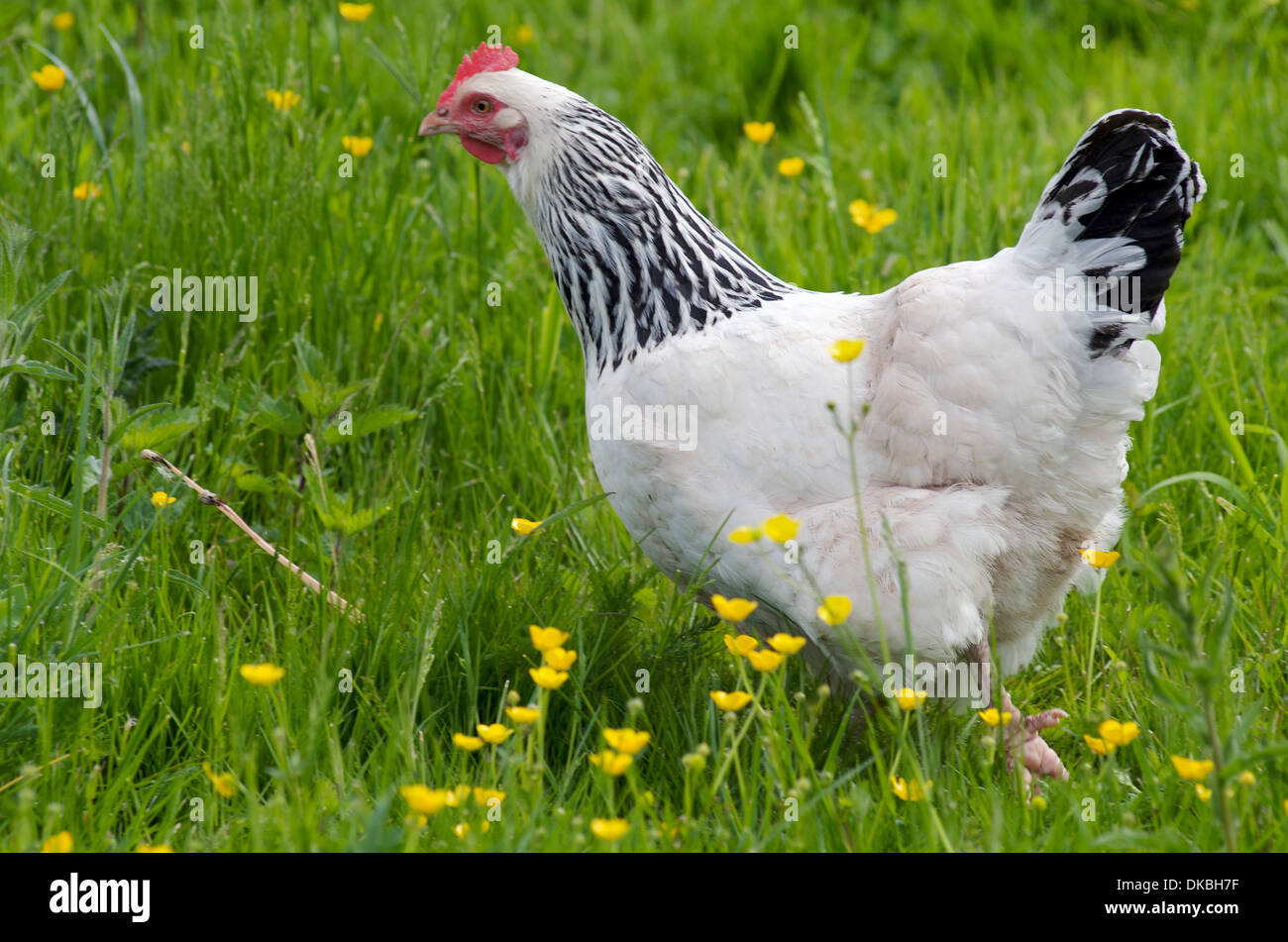 Eine Licht-Sussex-Henne, UK Stockfoto