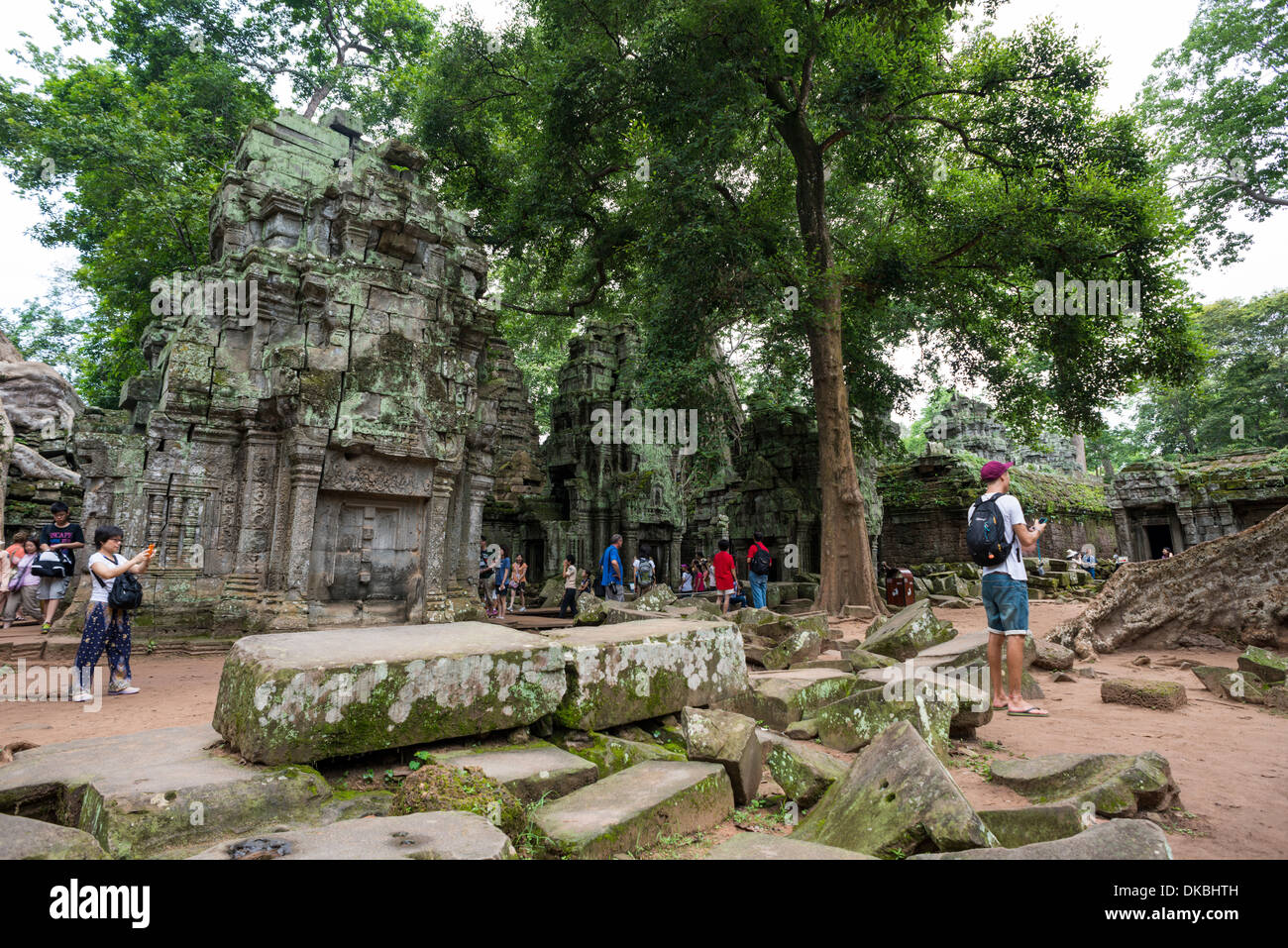 Baum und Ta Prohm Tempel-Ruinen in Siem Reap, Kambodscha Stockfoto