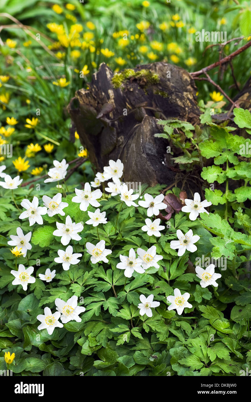 Baumstumpf im Wald mit blühenden Buschwindröschen En kleinen Schöllkraut Blumen im Frühjahr Stockfoto