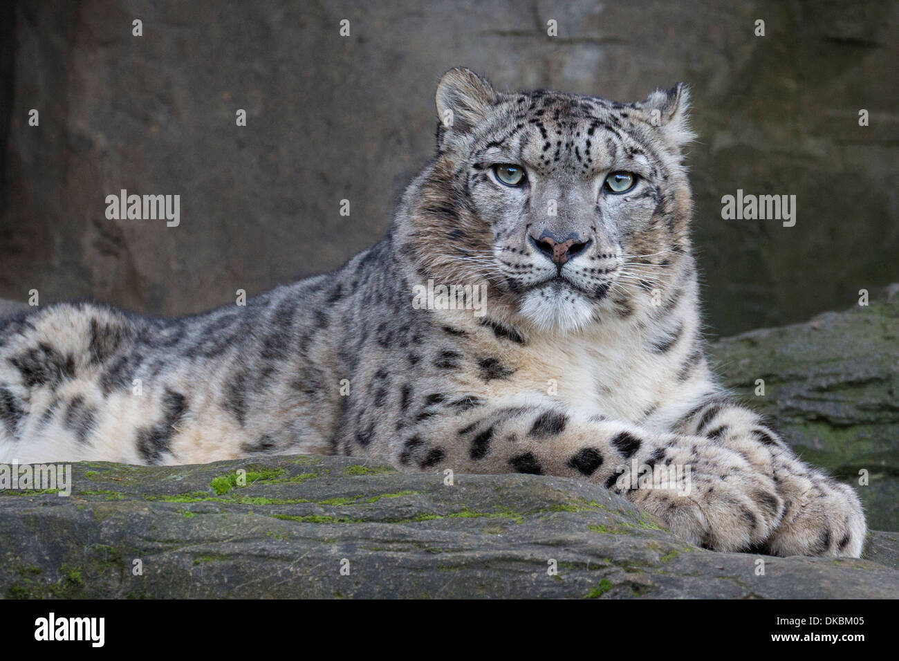 Snow Leopard. Stockfoto