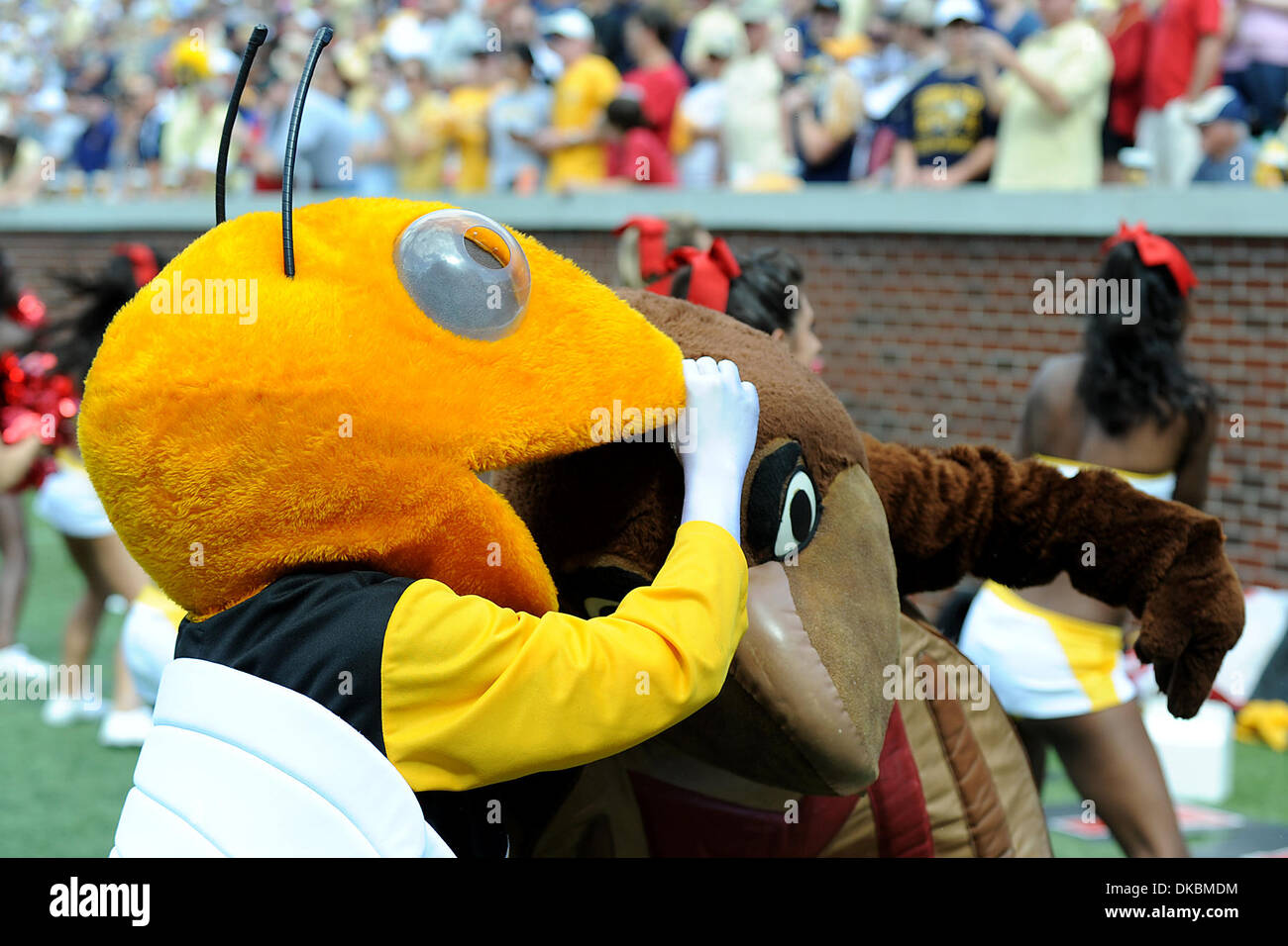 8. Oktober 2011 - Atlanta, Georgia, USA - Buzz und der Maryland-Maskottchen-Gerangel im Bobby Dodd Stadium in Atlanta Georgia.  Georgia Tech gewinnt 21-16 (Credit-Bild: © Marty Bingham/Southcreek/ZUMAPRESS.com) Stockfoto