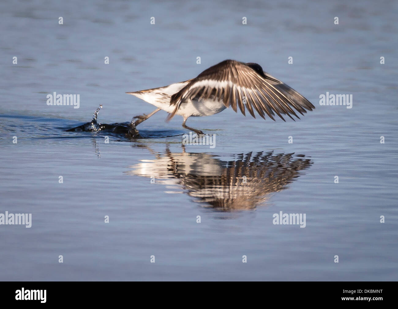 Red-necked Phalarope (Phalaropus Lobatus), Insel Flatey, Breidafjördur, Island Stockfoto