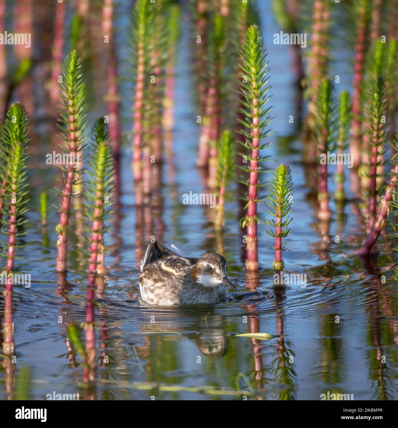 Red-necked Phalarope (Phalaropus Lobatus), Sandgerdi, Island Stockfoto