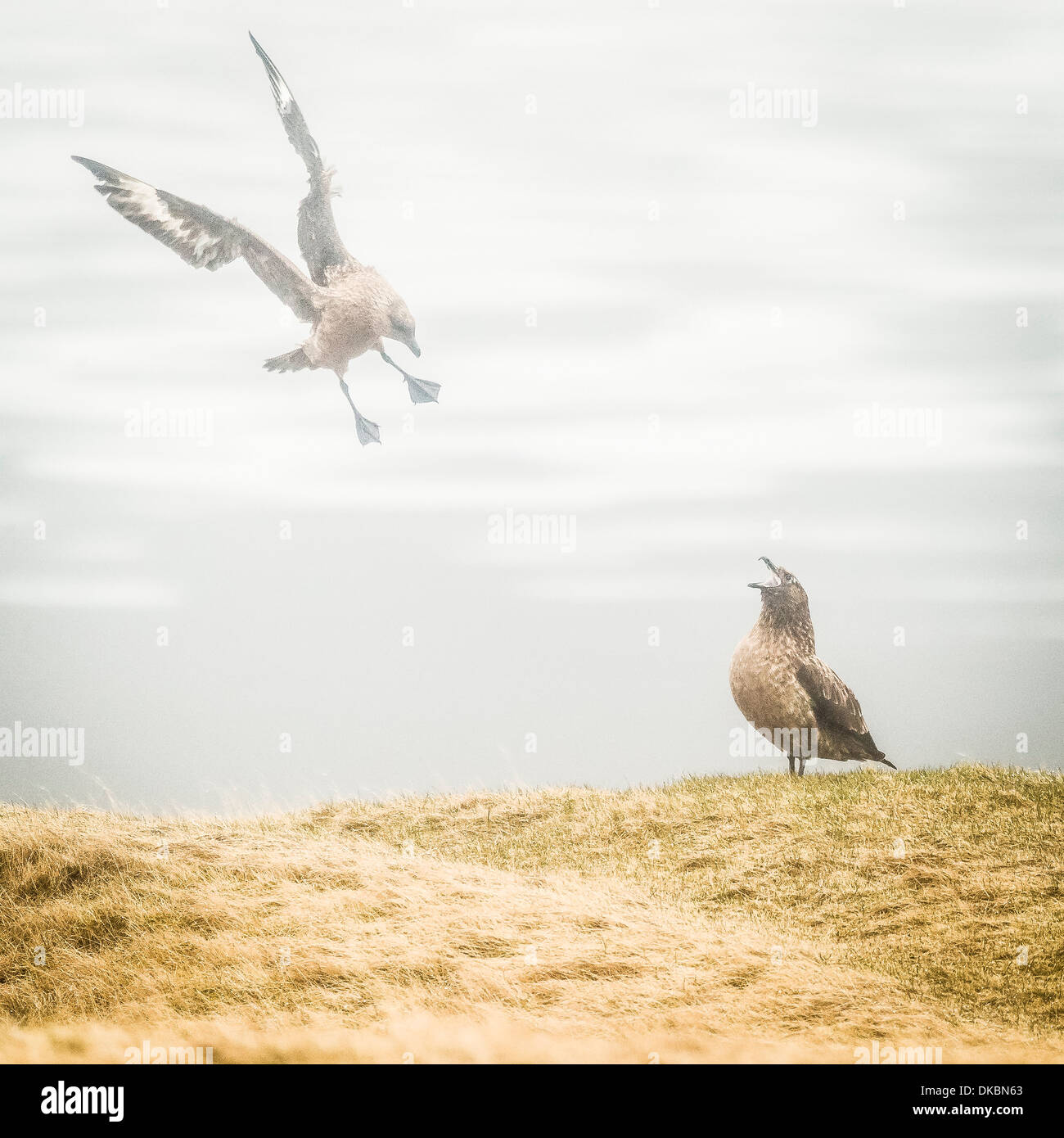 Great Skua, Stercorarius Skua, Island Stockfoto