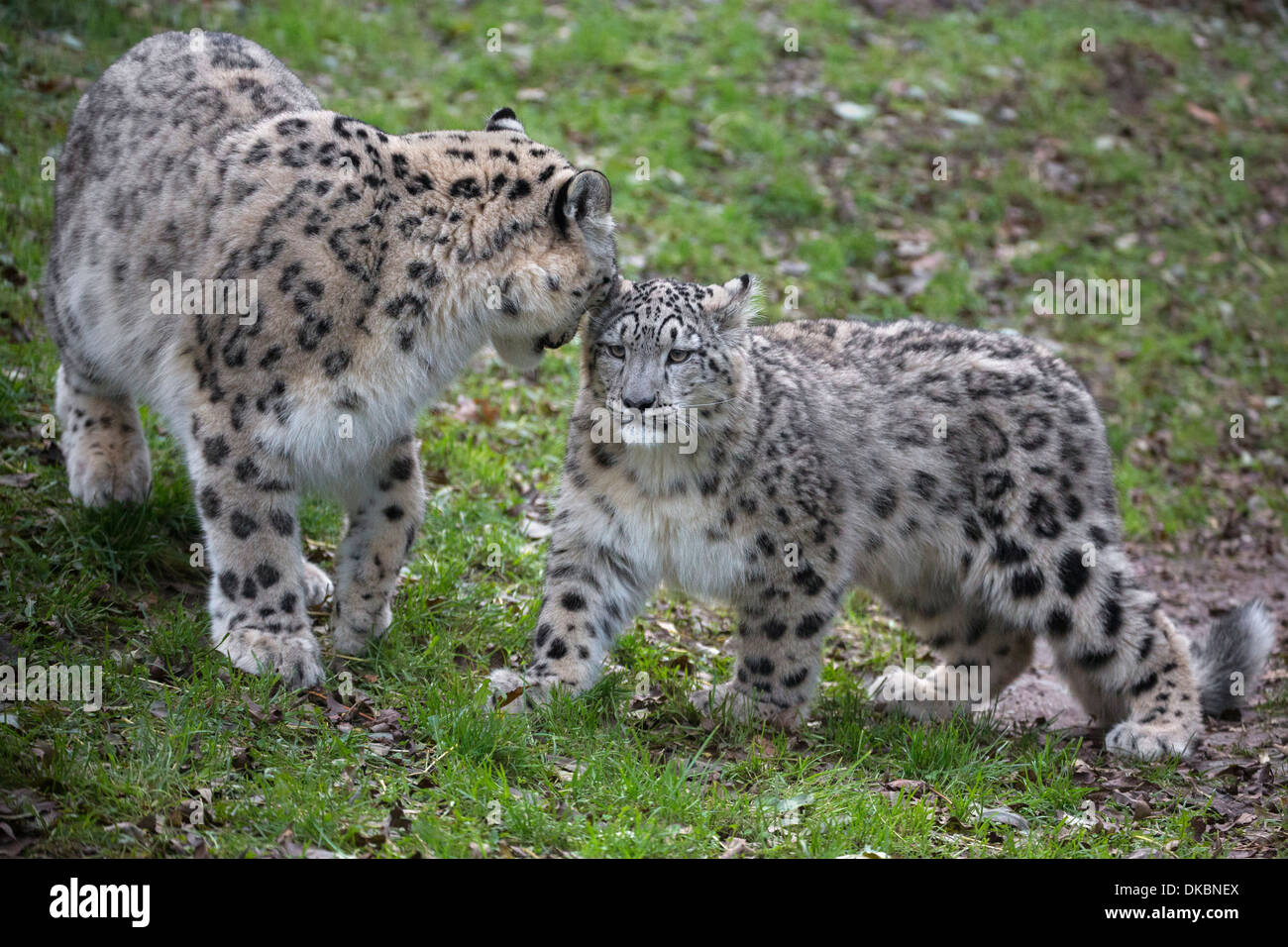 Snow Leopard mit ihrem 7 Monate alten Jungen. Stockfoto