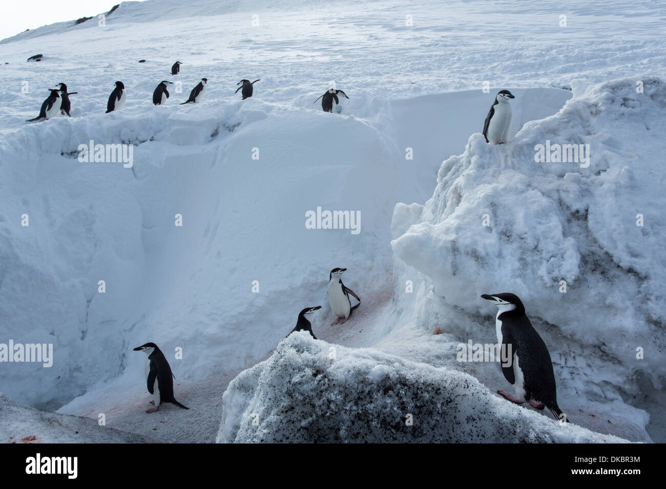 Antarktis, Süd-Shetland-Inseln, Kinnriemen Pinguine (Pygoscelis Antarcticus) auf Schnee Piste auf Deception Island Stockfoto