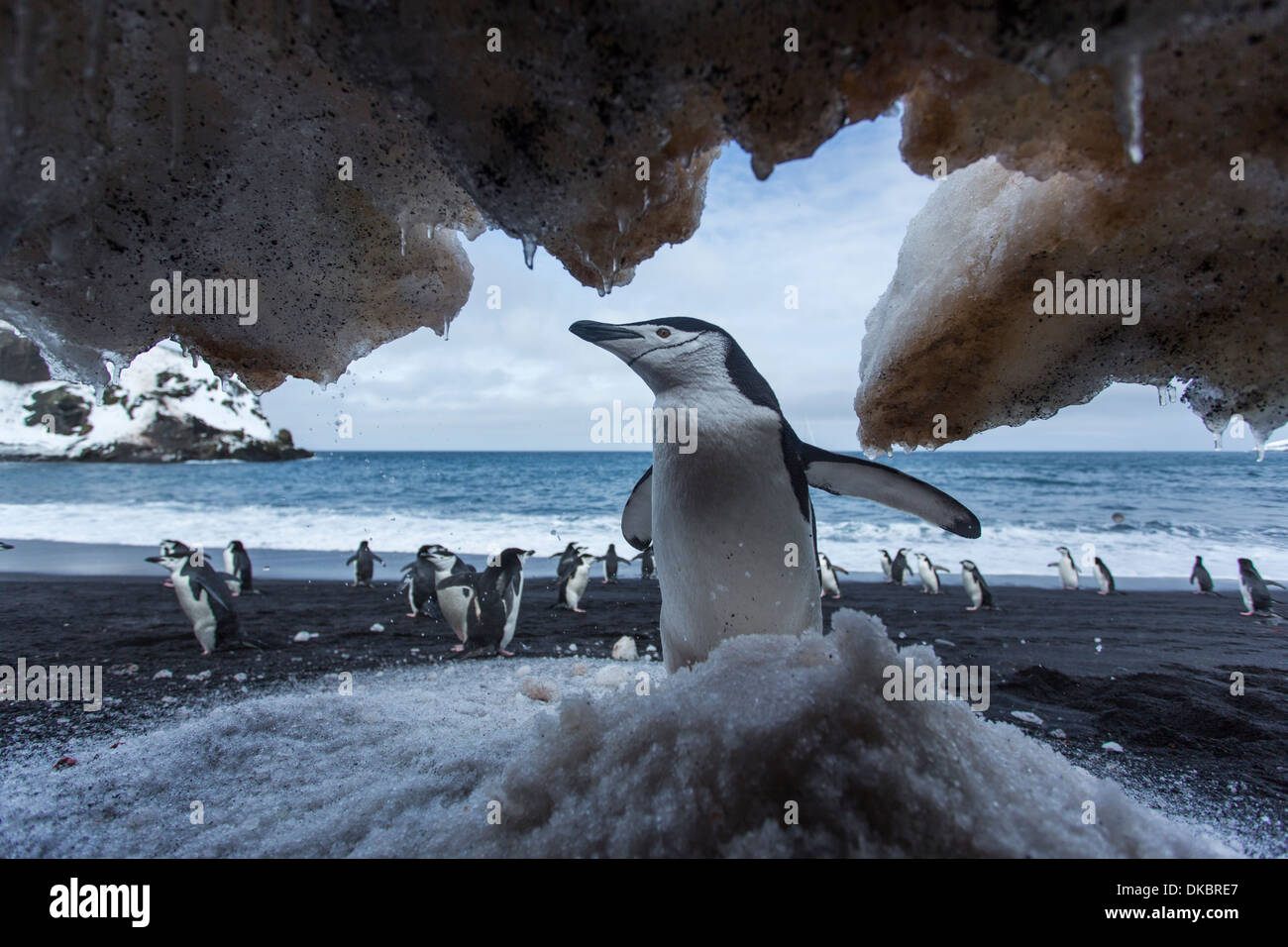Antarktis, Süd-Shetland-Inseln, Kinnriemen Pinguin (Pygoscelis Antarcticus) stehen unter Schneehang auf Deception Island Stockfoto