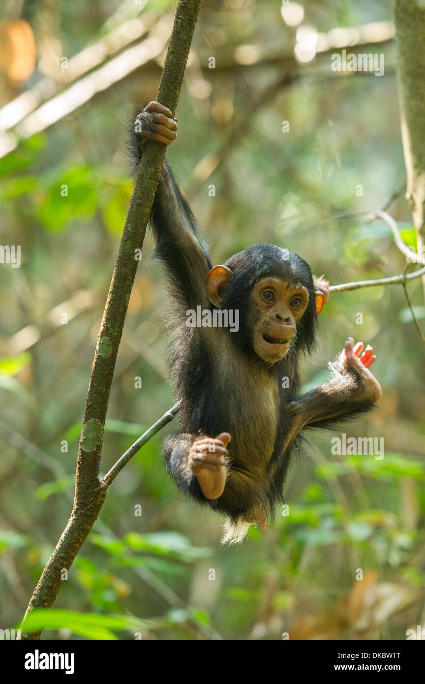Baby Schimpansen spielen in einem Baum, Pan Troglodytes, Mahale Mountains Nationalpark, Tansania Stockfoto