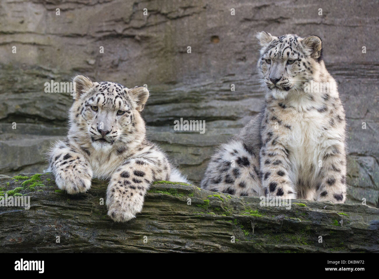 Schnee Leopard Cubs, 28 Wochen alt. Stockfoto