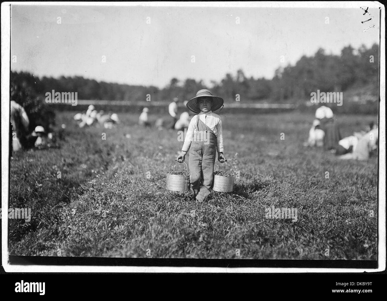 Belford Coldos, 8 Jahre alt, Kommissionierung auf Wochen Moor. Falmouth, Massachusetts, USA 523461 Stockfoto