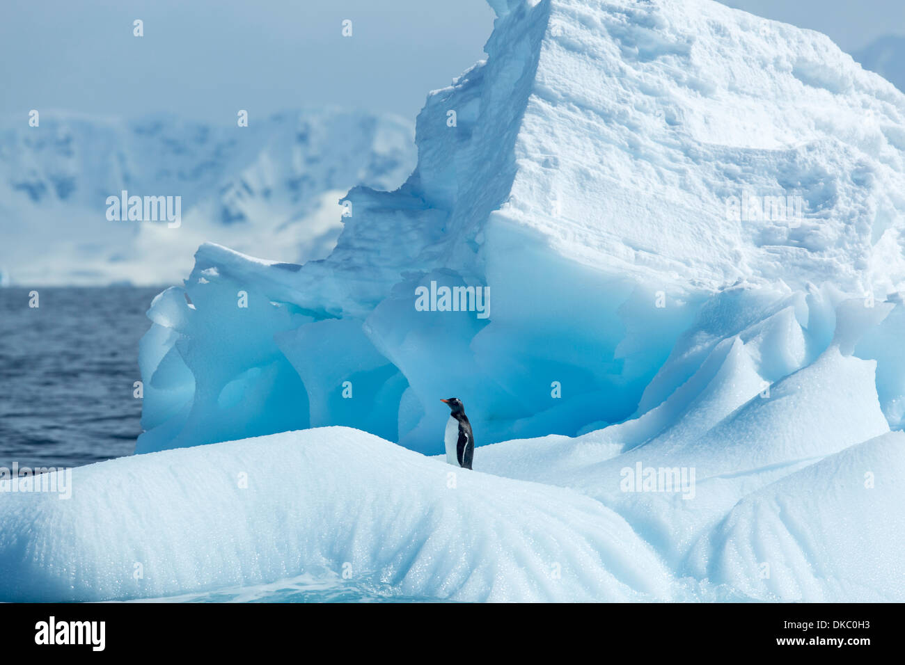 Antarktis, Gentoo Penguin (Pygoscelis Papua) stehend auf Eisberg in der Nähe von Enterprise Insel entlang der Wilhelmina Bay Stockfoto
