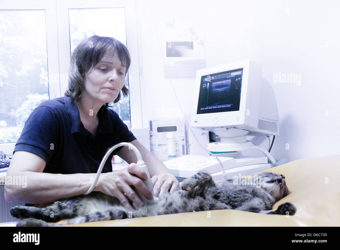 Tierarzt-Behandlung von Hauskatze, Scannen Stockfoto