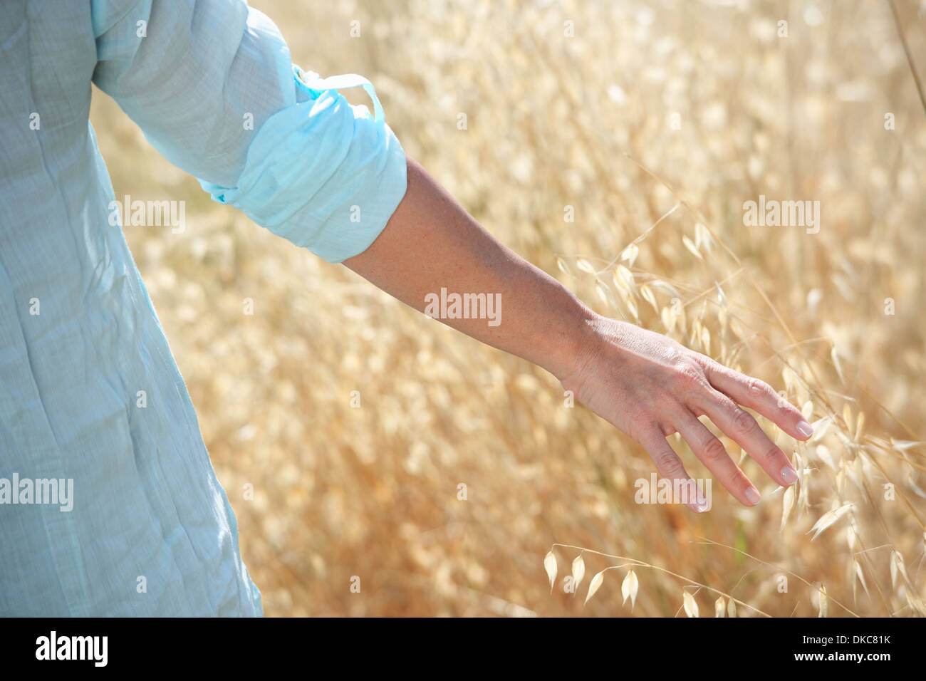 Zugeschnittenes Bild von Frauenhand im Maisfeld Stockfoto
