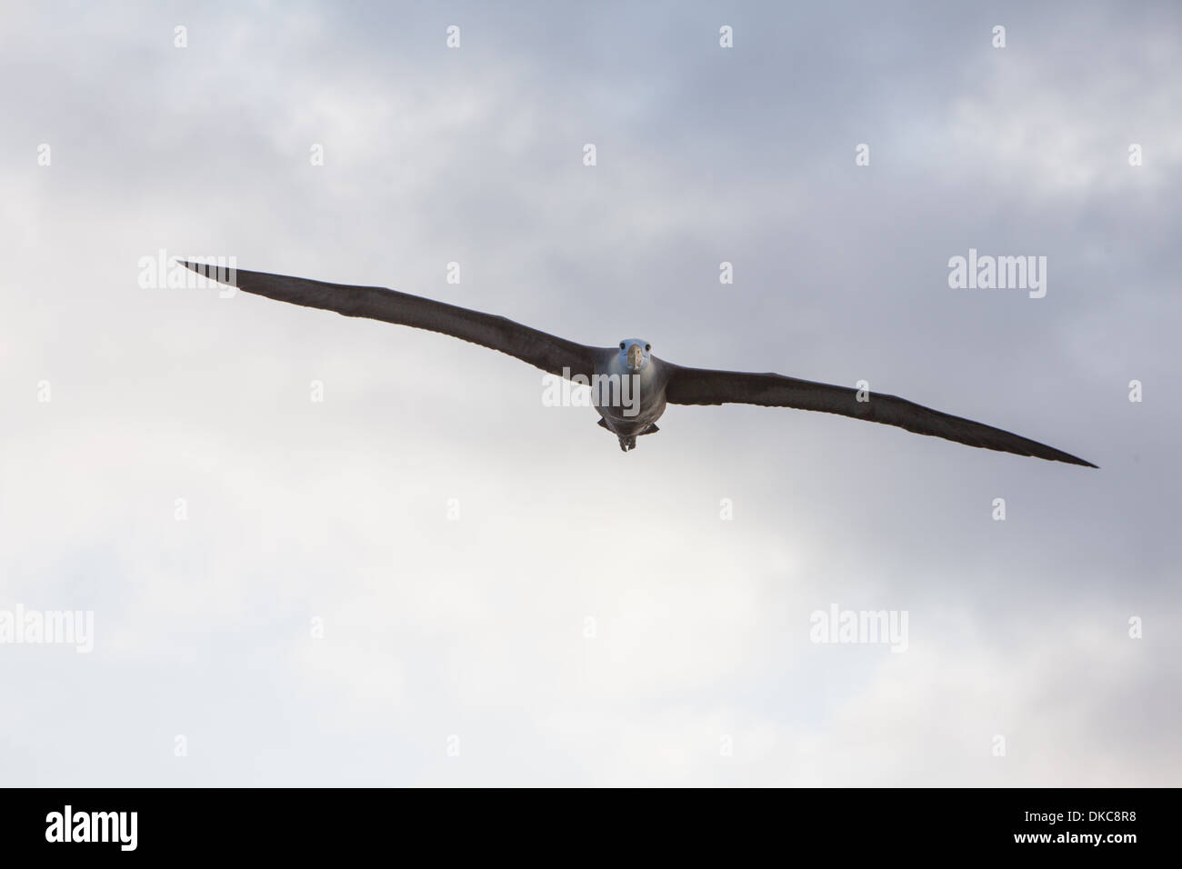 Winkte Albatros Diomedea Irrorata Tier fauna Stockfoto